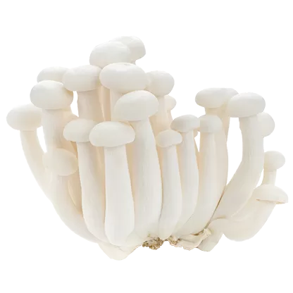 Dag Vers Shimeji White