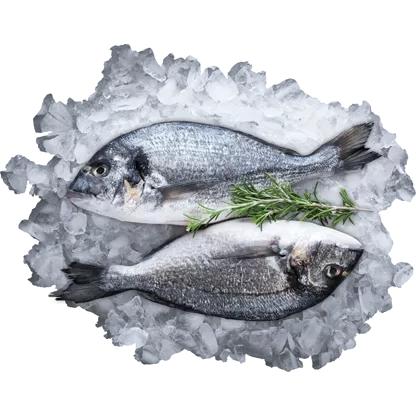 Visafdeling Dorade