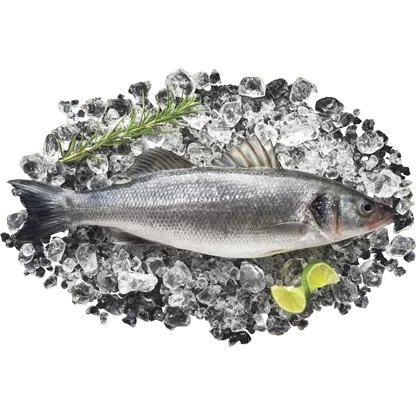 Verse Zeebaars 400-600g