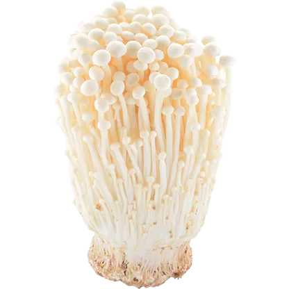 Dag Vers Enoki