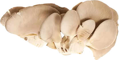 Dag Vers Oyster Mushroom
